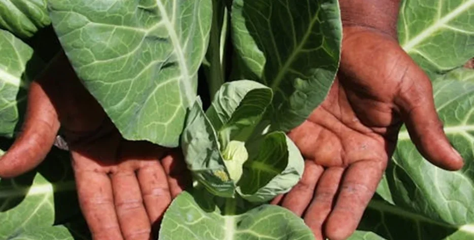 We grow fresh, organic produce using clean methods that protect nature, healthy food.